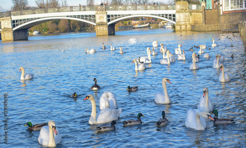 Swans on River Thames