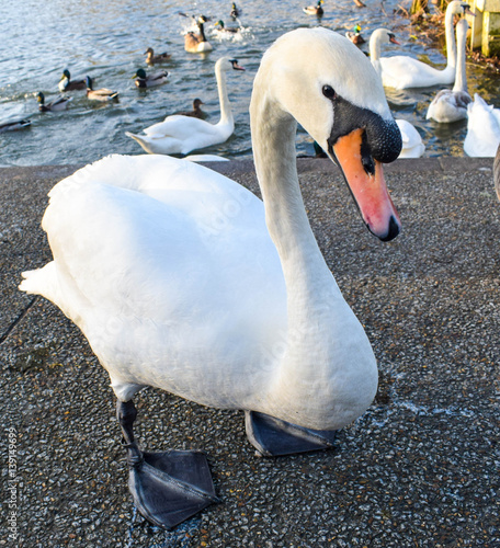 Swan