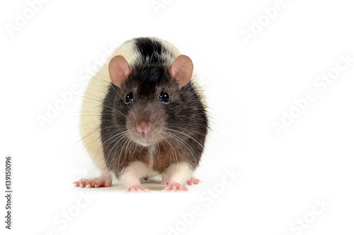 mouse front view on white background