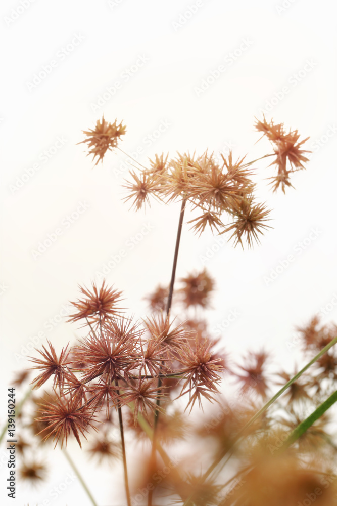 Obraz premium Sedge flower,soft pastel color toned.