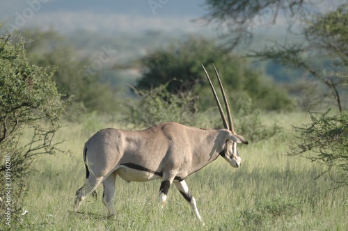 Long horn