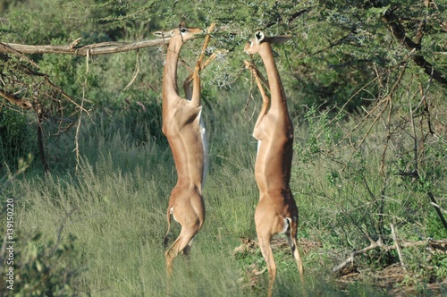Standing Gazelles