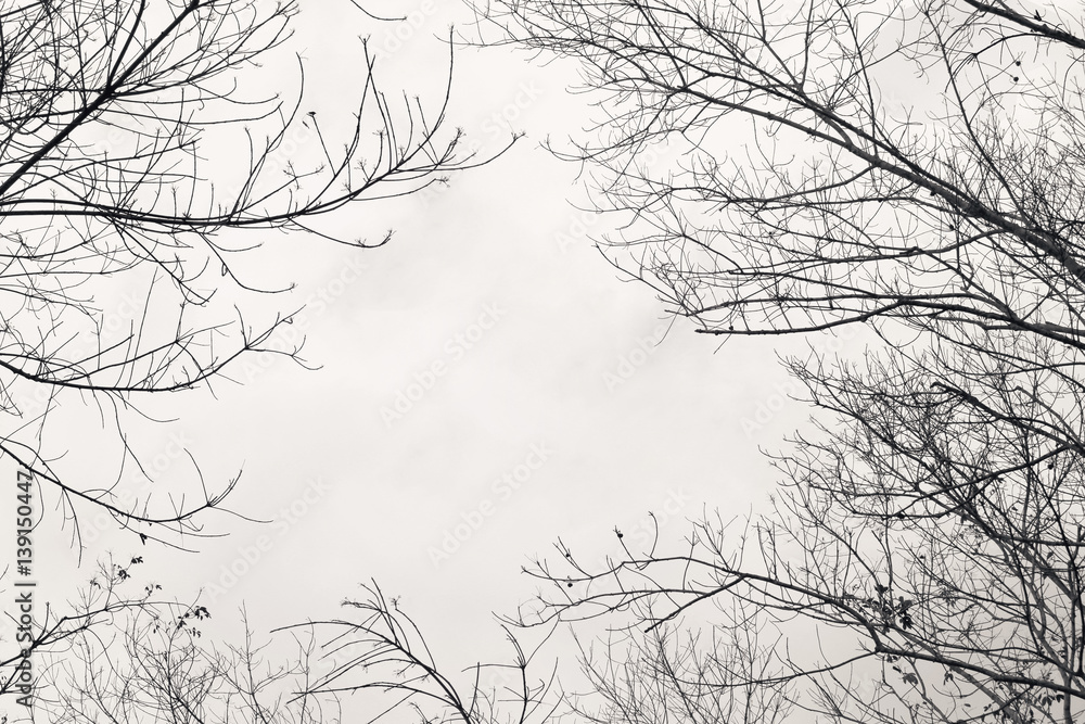 Bare branches of the tree ,color toned.Abstract background. Bare branches of the tree ,color toned.Abstract background.