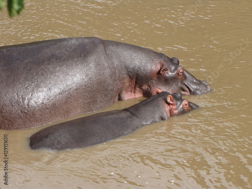 Hippo & calf