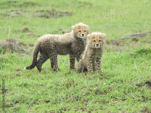 Photography cheetah Cubs