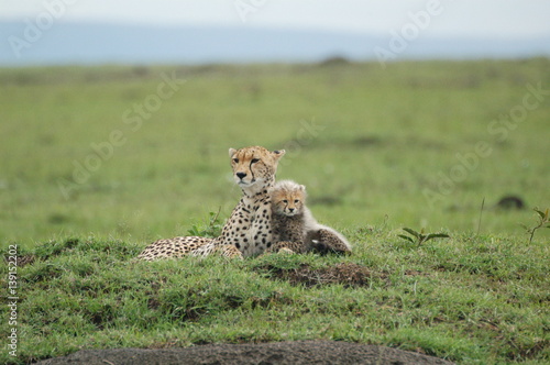 Cheetah & cub