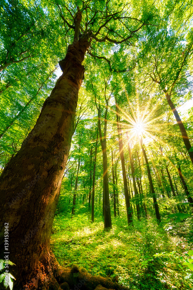 Obraz premium Wald im Frühling bei Sonnenschein