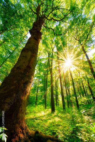 Wald im Frühling bei Sonnenschein