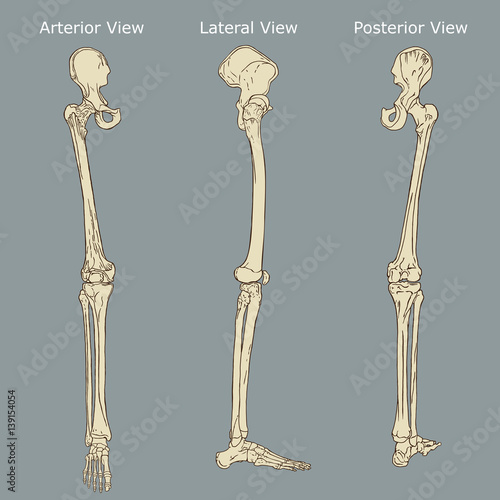Human Leg Anatomy Vector