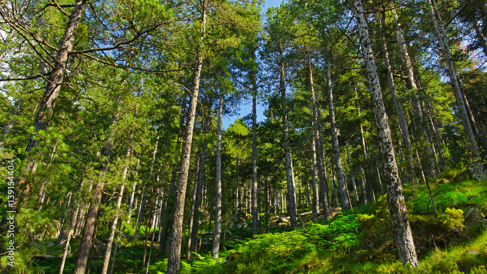 Fototapeta Forêt sous un ciel bleu
