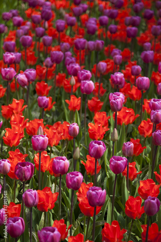 Tulips   the flowers in the garden   early spring