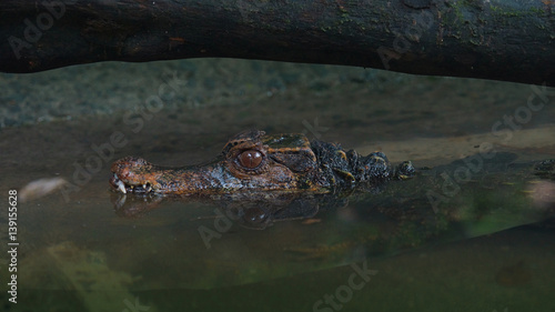 Side view of Narrow-snouted Spectacled Caiman submerged in the river. Common names: Caiman de anteojos. Scientific name: Paleosuchus trigonatus photo