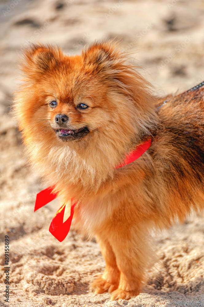 The spitz,dog,doggy is staying on the sand with red bow and looking in your direction The spitz,dog,doggy is staying on the sand with red bow and looking in your direction