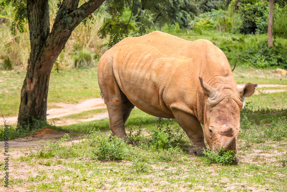 Obraz premium White Rhino Eating Alone