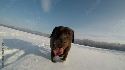 Chocolate brown Labrador walking in the deep snow in winter slow motion