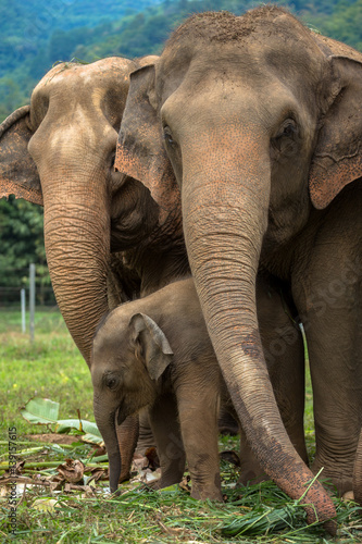 Photography Three elephants in nature park - Chiang Mai, Thailand