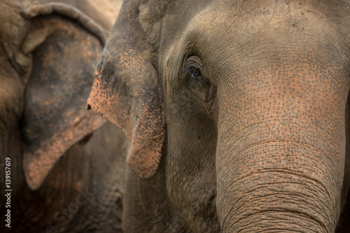 Photography Three elephants in nature park - Chiang Mai, Thailand