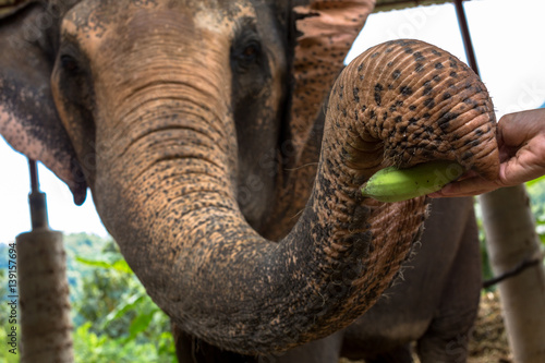 Photography Thai elephant is fed a banana