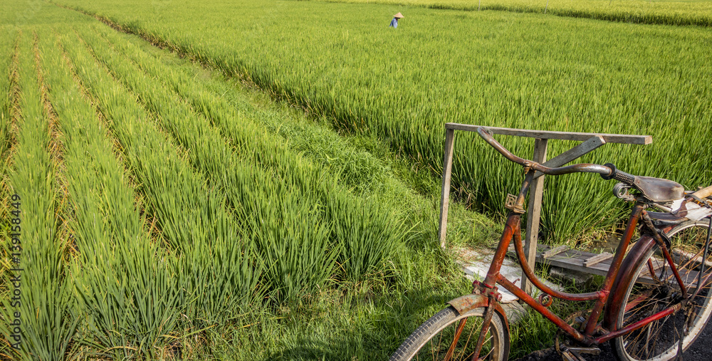 Fototapeta premium Bali Rice Field Worker with Bicycle