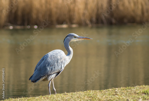 Reiher am Seeufer