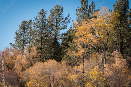 Autumn trees in Big Bear, California.