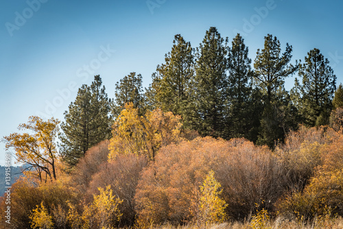 Autumn trees in Big Bear, California.