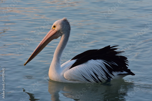 Australian pelican Pelecanus conspicillatus on calm water surface.
