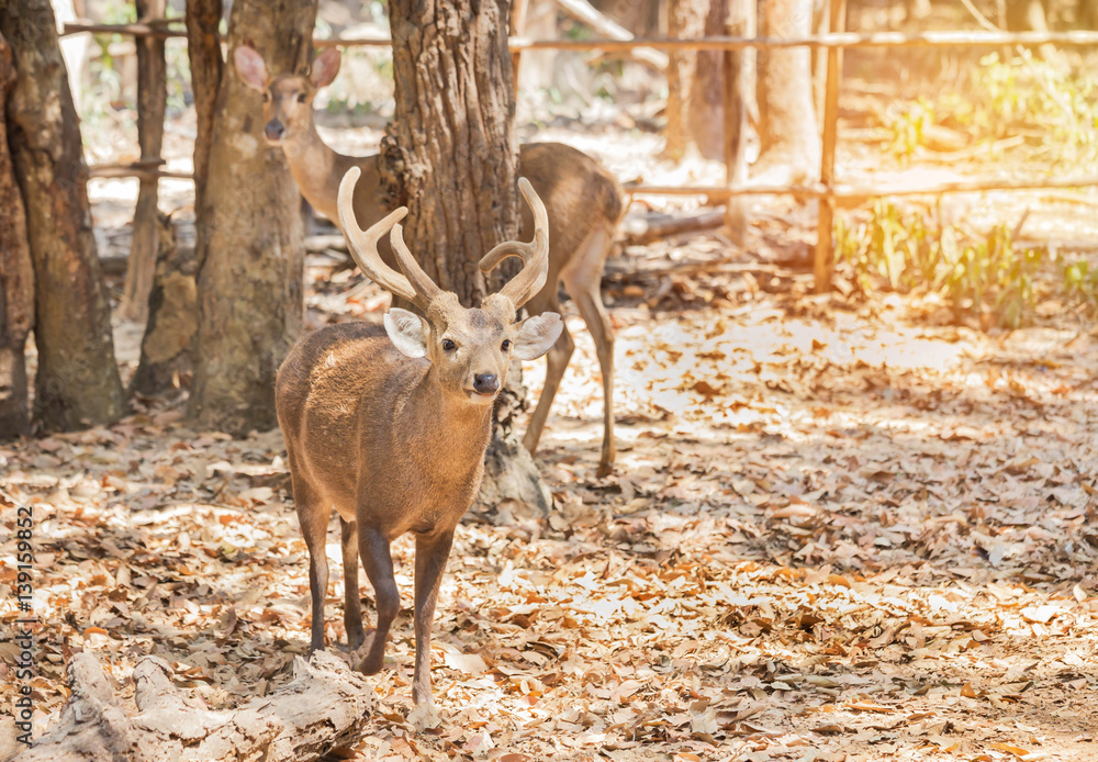 young male Hog deer (Cervus porcinus)(Hyelaphus porcinus) in natural young male Hog deer (Cervus porcinus)(Hyelaphus porcinus) in natural