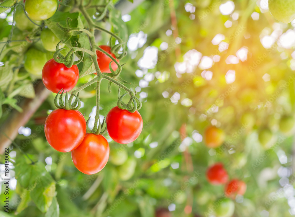 Close up cherry tomatoes hanging on trees in organic farm selective focus