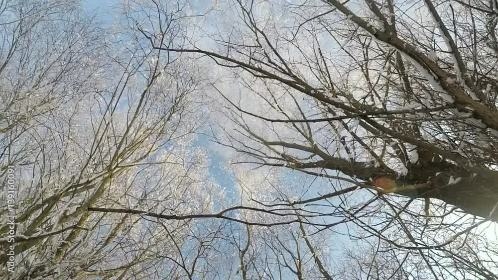 Snow falling from tree in winter slow motion Snow falling from tree in winter slow motion