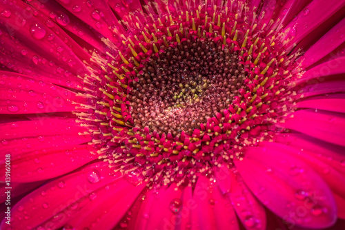 Macro image of a stunning beautiful pink gerbera daisy with dew drops, closeup