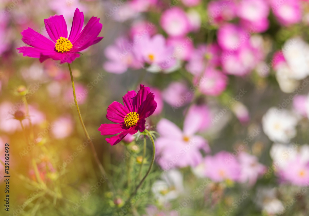 close up pink cosmos flowers blooming in the meadow close up pink cosmos flowers blooming in the meadow