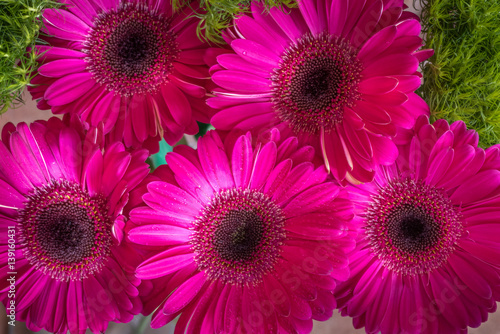 Closeup of bright pink gerbera daisies on a green spring background for women s day  8 March  card for mother s day  or any other holiday