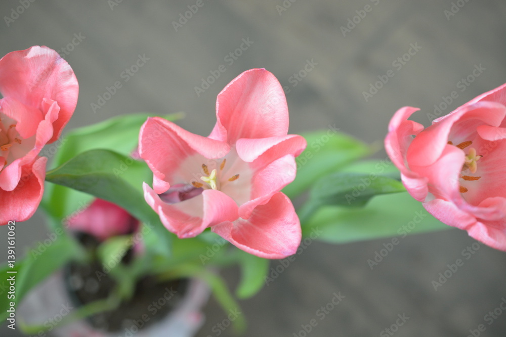 Fototapeta premium Three pink tulips