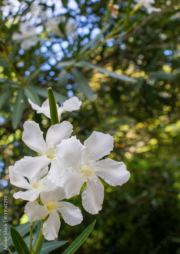 Botanical Garden, Coimbra, Portugal