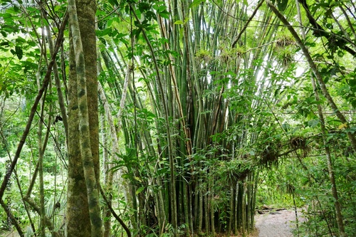 Dschungel von Kuba