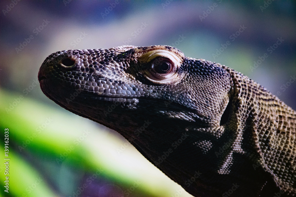Large Lizard Reptile Large Lizard Reptile