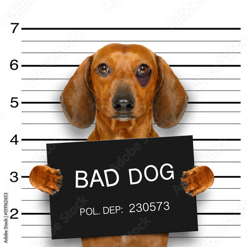 dachshund police mugshot © Javier brosch