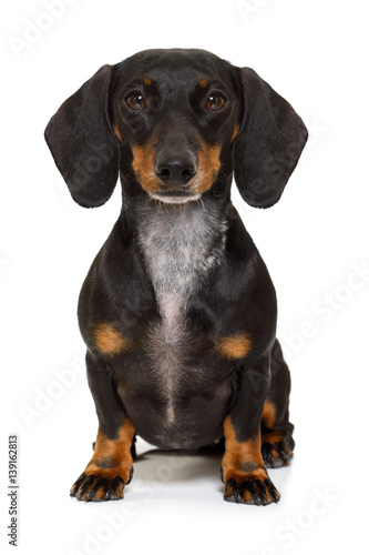 sitting dachshund or sausage dog © Javier brosch