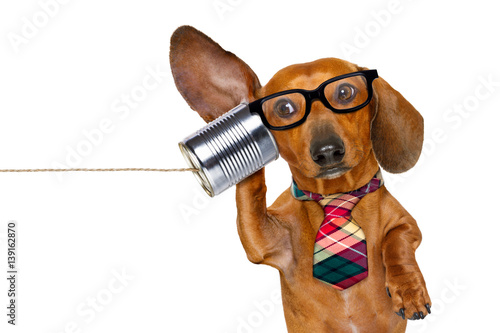 Billede på lærred dog on the phone listening carefully