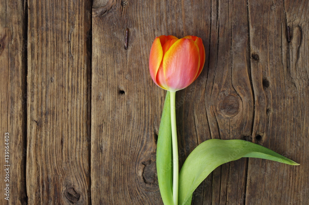 orange tulip on wooden vintage textured background