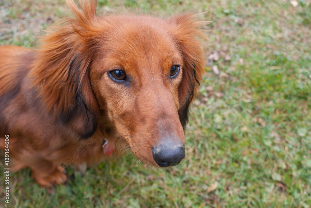 Detail of dachshund