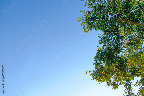 Beautiful tree and green leaf on sky background.