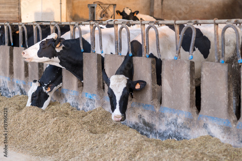 Stalla con fila di mucche pezzate allineate che mangiano il fieno photo