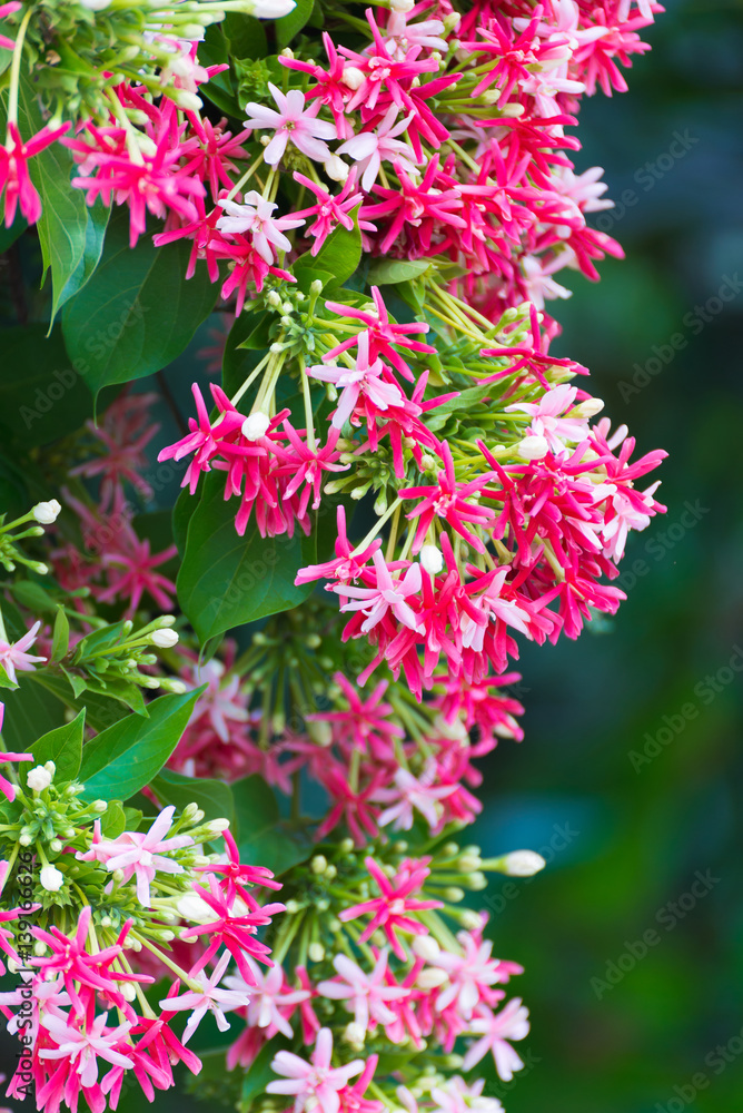 Fototapeta premium Pink flowers blossom, Quisqualis Indica flower plant , Chinese honeysuckle, Rangoon Creeper or Combretum indicum.