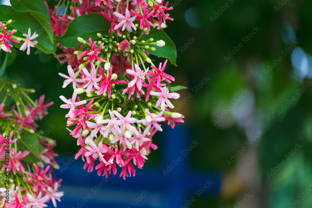 Fototapeta premium Pink flowers blossom, Quisqualis Indica flower plant , Chinese honeysuckle, Rangoon Creeper or Combretum indicum.