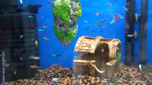 Fish swim in an aquarium photo