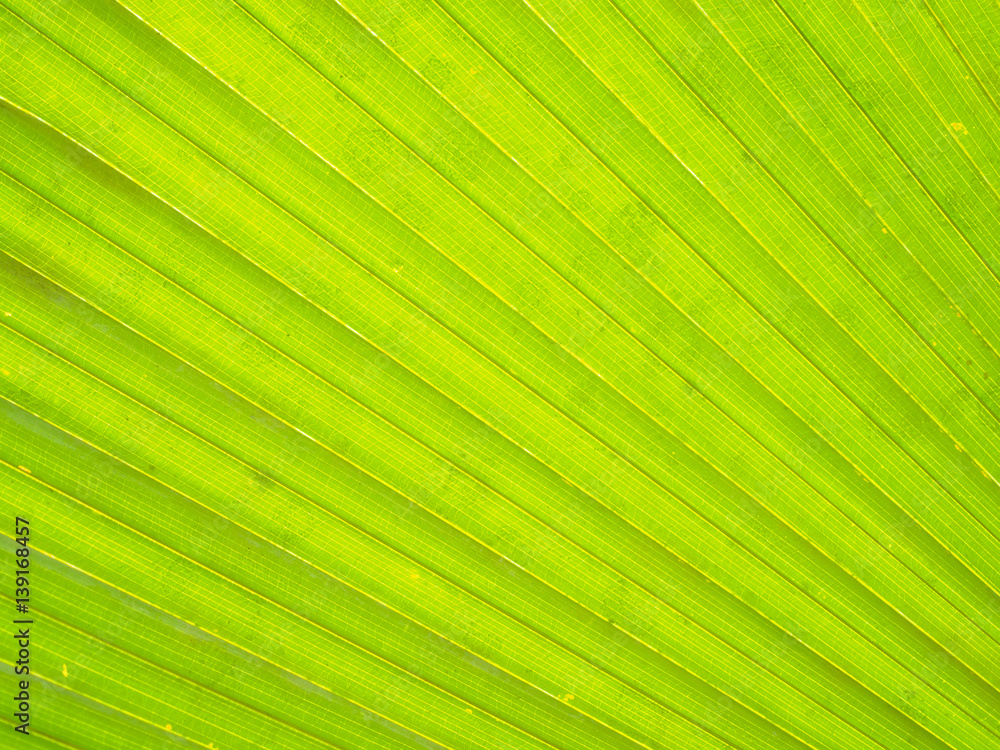Closeup of Green and yellow palm leaves texture background of Licuala pelota Roxb tree Closeup of Green and yellow palm leaves texture background of Licuala pelota Roxb tree