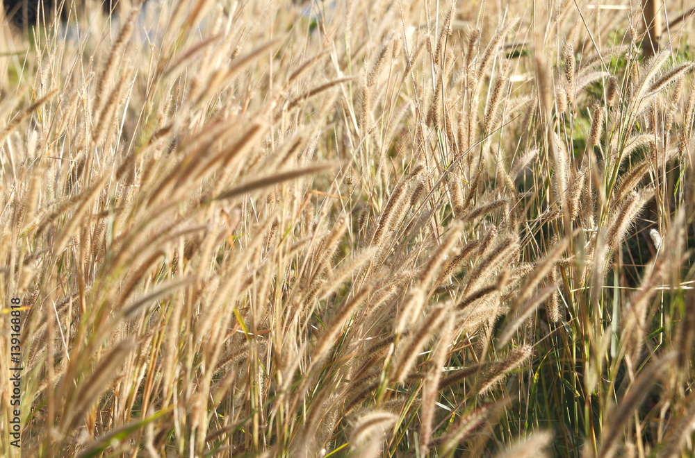 Beautiful grass flower under warm sunlight Beautiful grass flower under warm sunlight