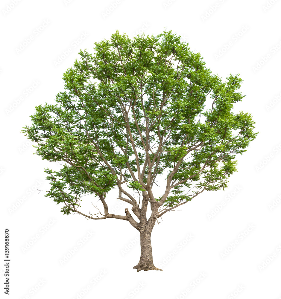 Isolated tree on white background Isolated tree on white background